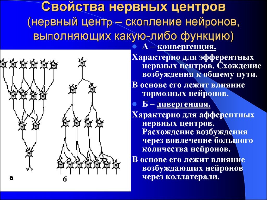 Дивергенция и конвергенция