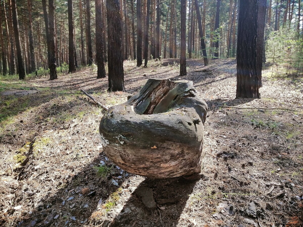 пень в лесу