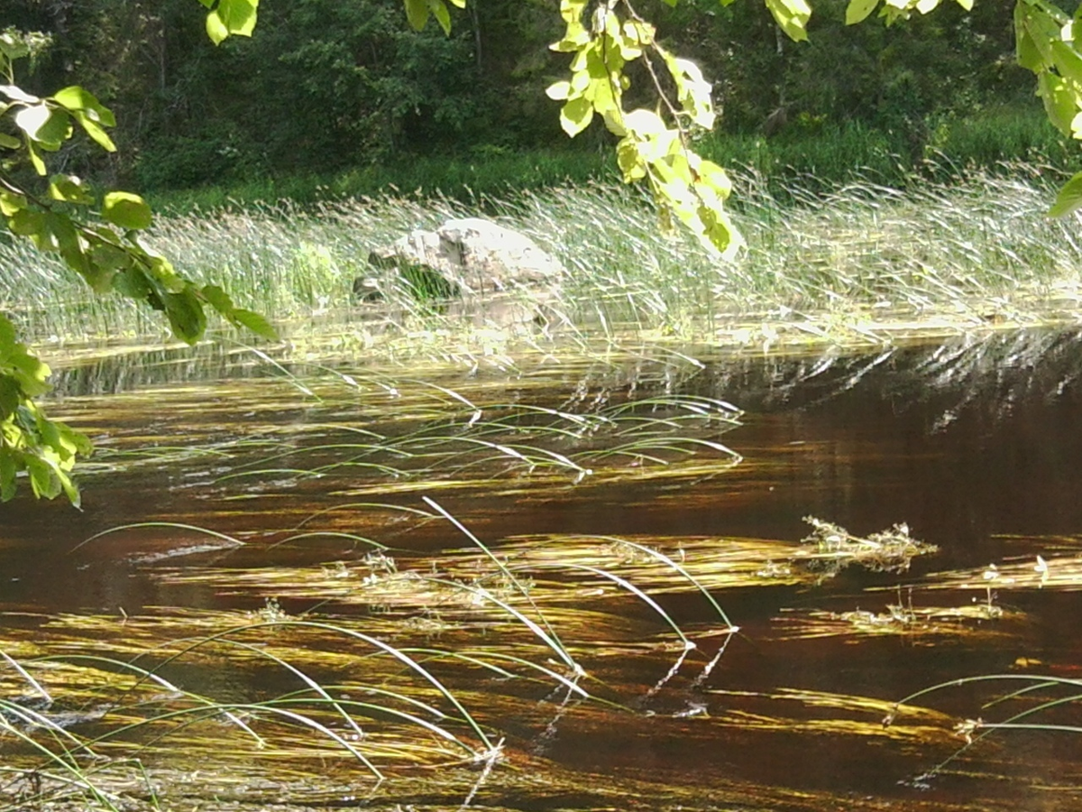 лось-камень, у котрого вода всегда теплее.