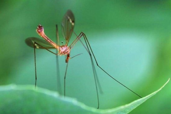 
На фото карамора — самый большой комар в мире