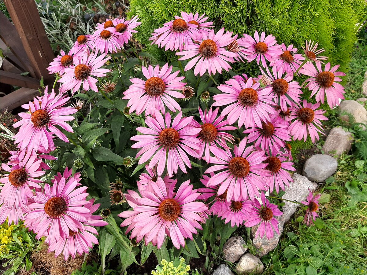 Эхиноцея пурпурная