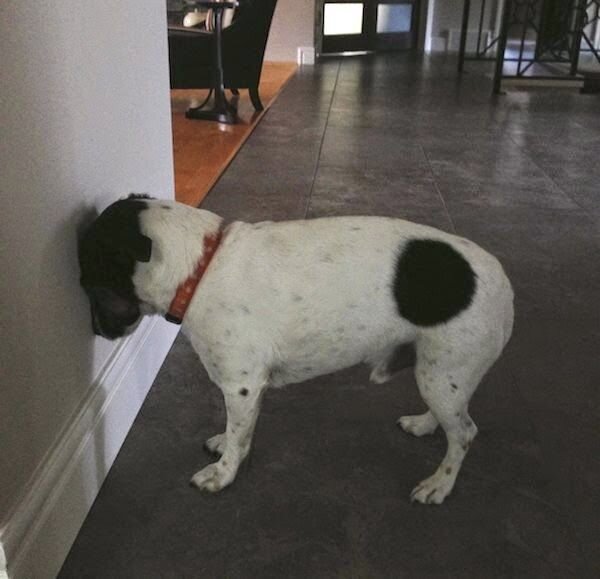 Фото: pinterest.ca