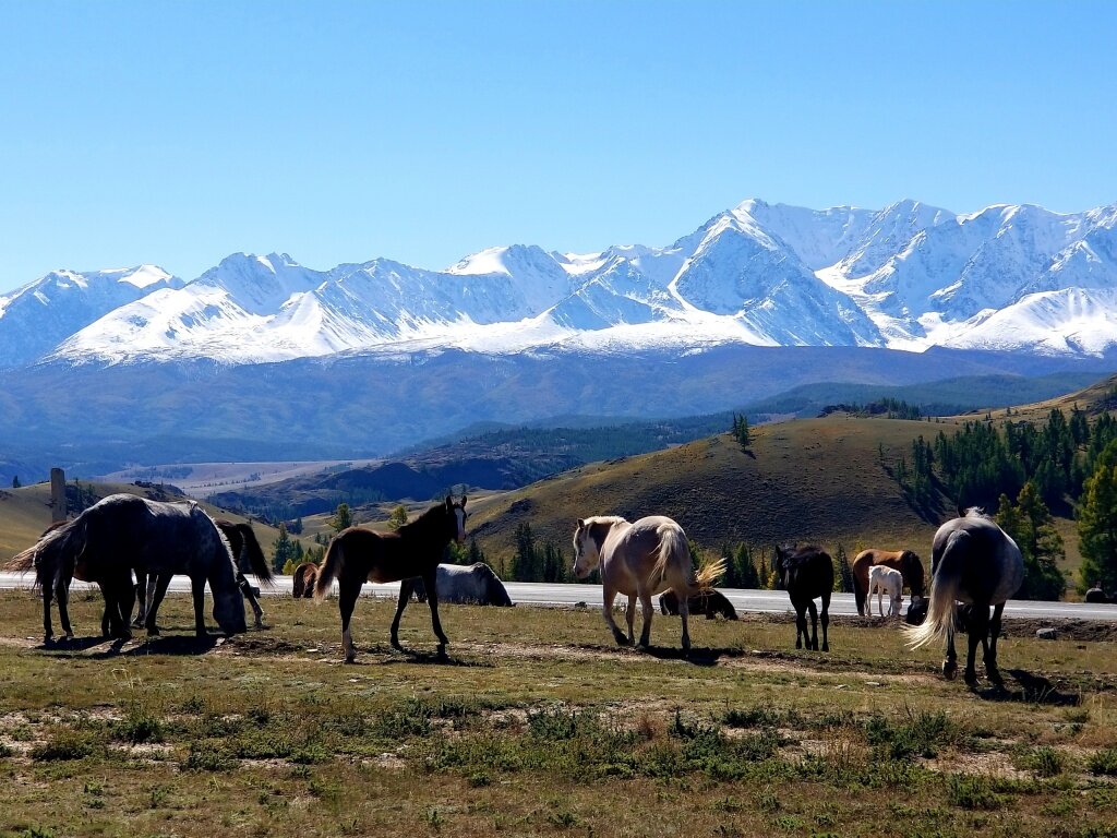 Фото: Горы Алтая / Медведев Александр