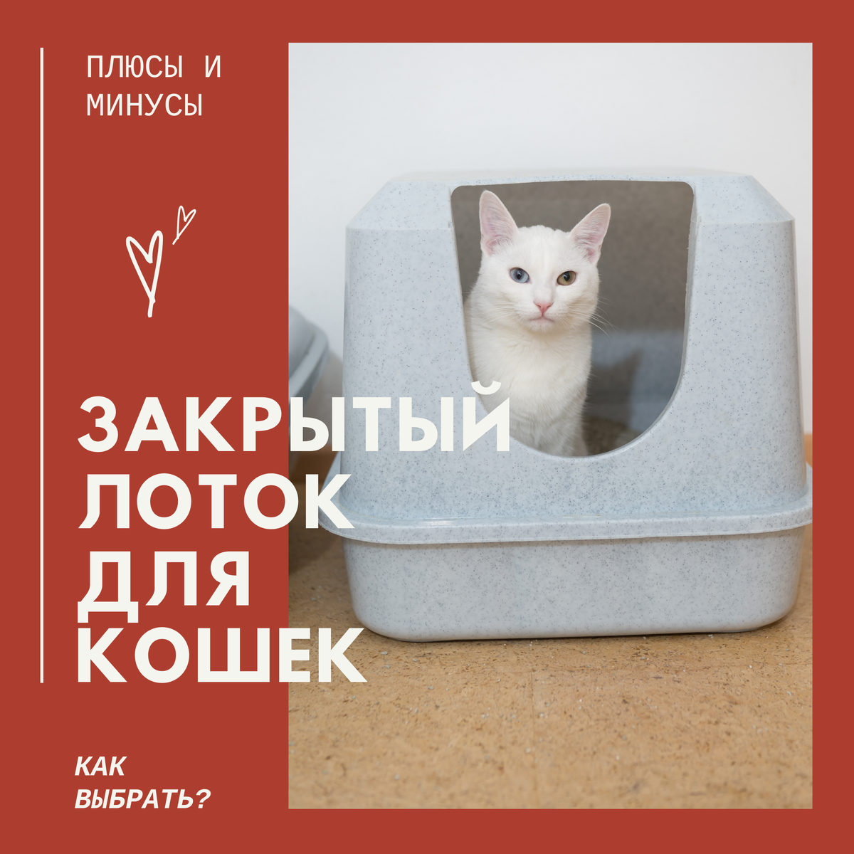 Кошка какает на диван