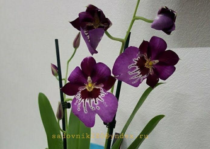 фото автора Алесад. Фиалки после  витаминизации В6