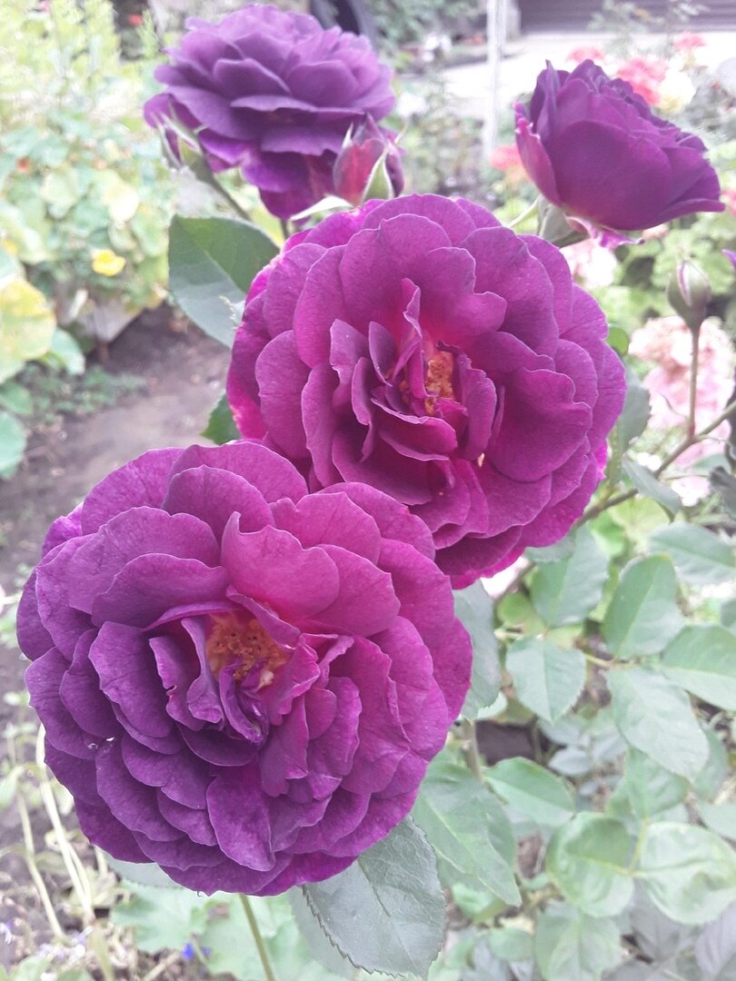 "Синяя роза" - флорибунда Ebb Tide