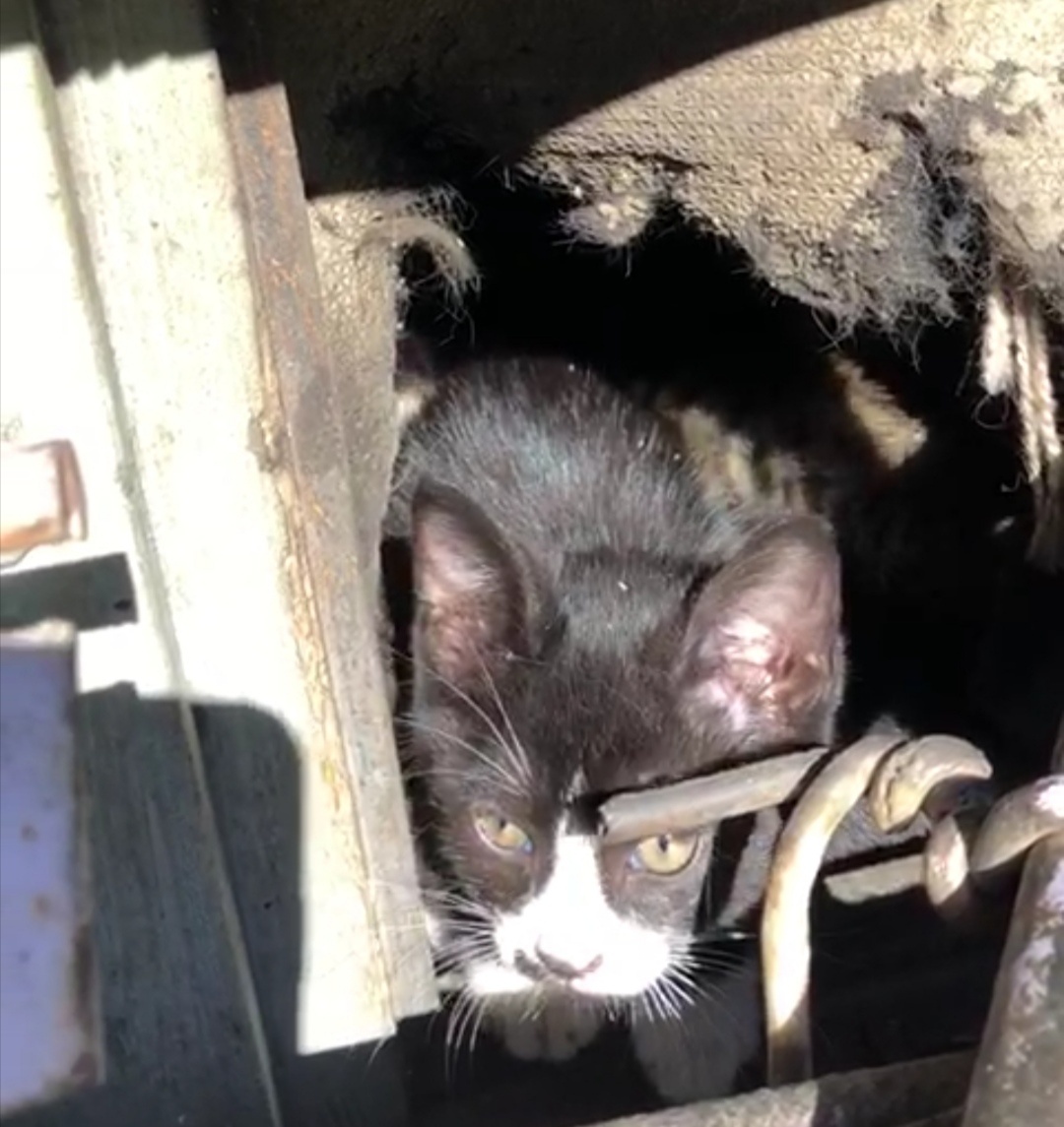Котята в гаражах выживали, как могли