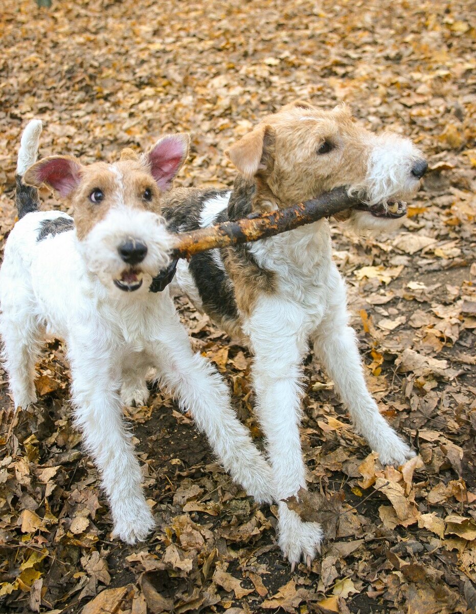 Вольт и Тоффи. Фокстерьеры. По 5 лет