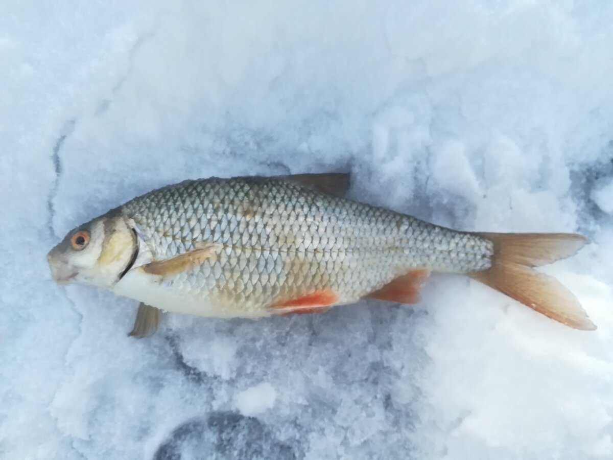 Братская сорога !!! 