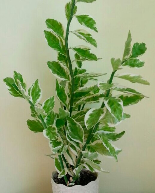 Педилантус в горшке