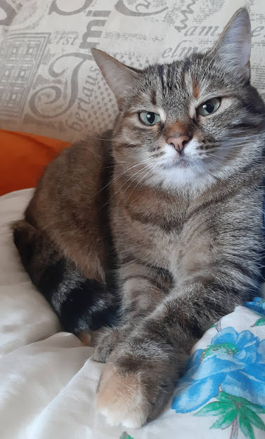 Вот главная виновница и в тоже время любимая наша "Касандра" от ее волос часто бывает аллергические реакции.