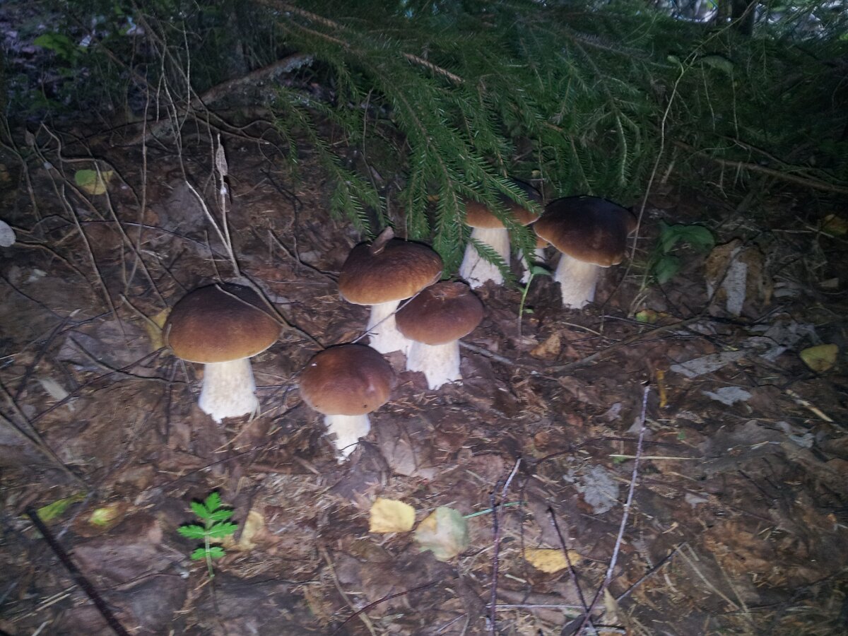 Как на нашем участке появились белые грибы