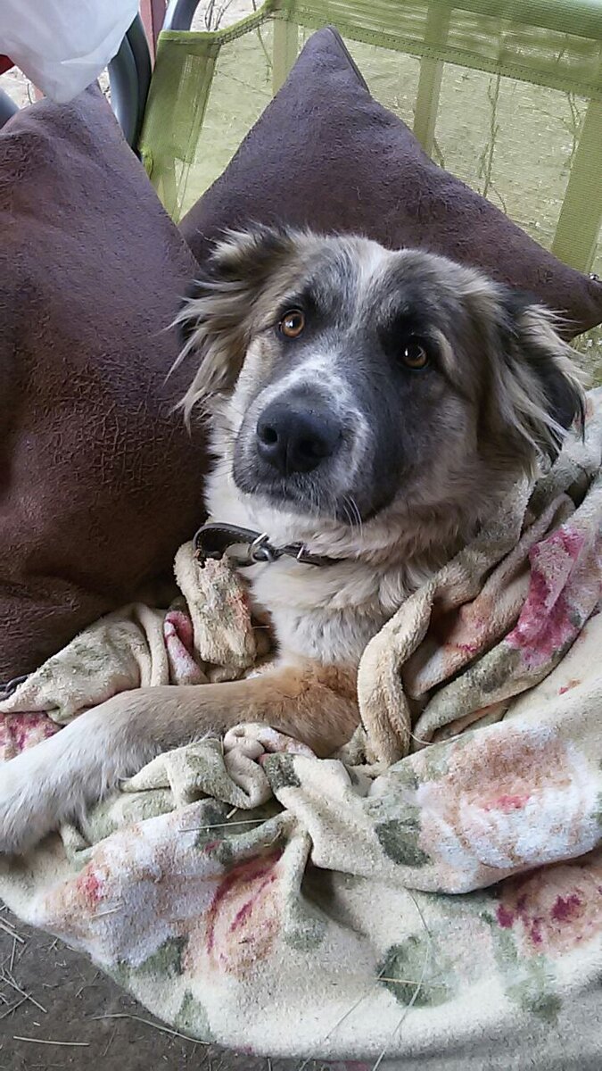 самая любимая в мире собака отдыхает на качелях . глаза не возможно отвести .