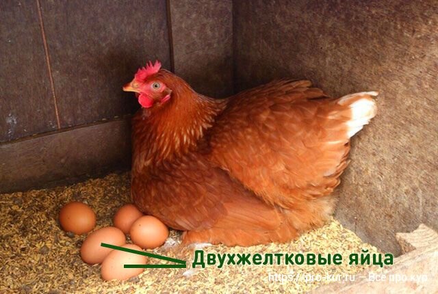 Двухжелтковые яйца без суеверий в вопросах и ответах 🥚 | Курочка | Дзен
