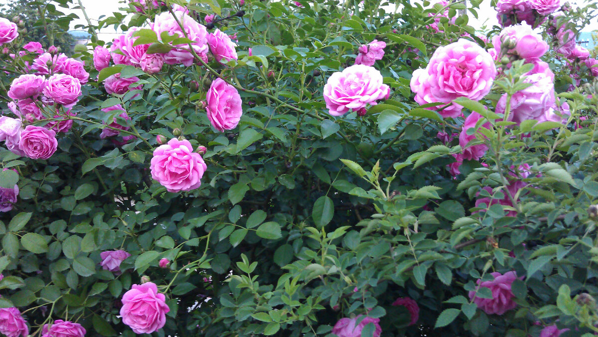 Мои розовые розы