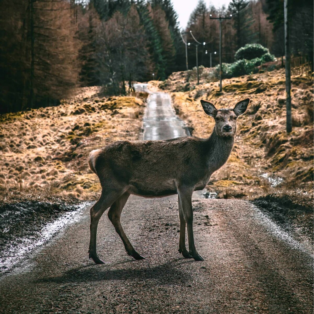 Долина Глен Этив в Шотландском нагорье полна оленей и красивых пейзажей. Фото: Scott Jackson / unsplash