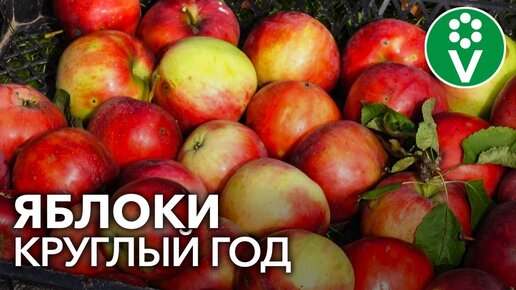 ПРАВИЛА СЪЕМА ЯБЛОК И ГРУШ, которые позволят сохранить урожай до весны