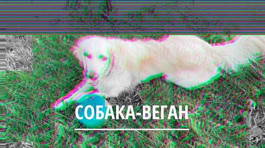 К нам приехала собака-веган.