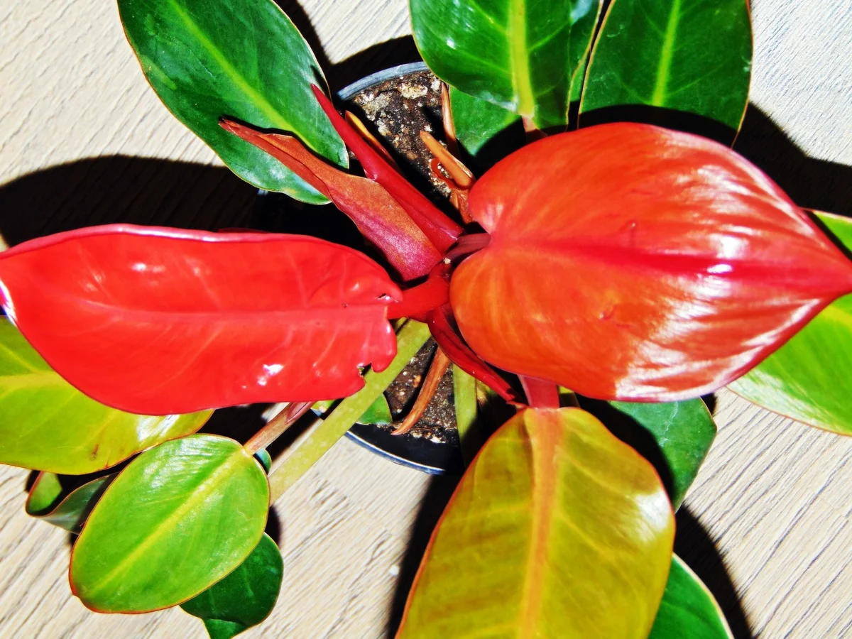 Филодендрон краснеющий