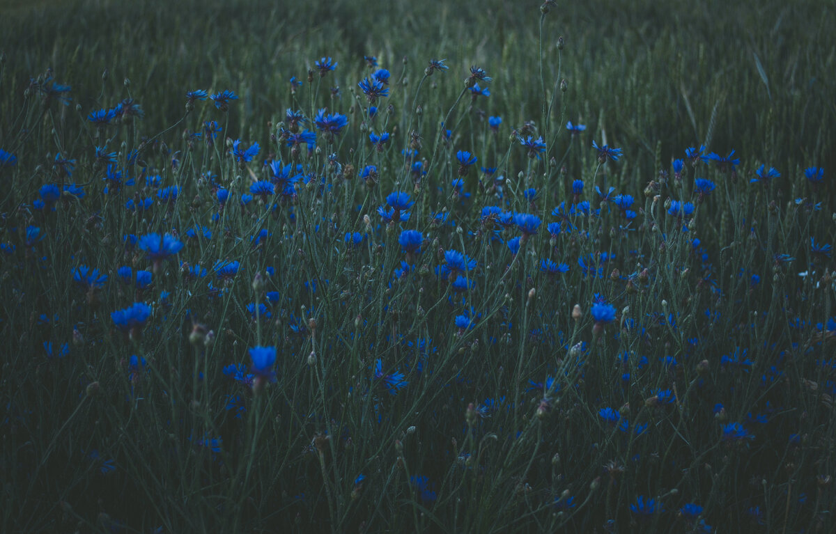 Фото автора Irina Iriser: Pexels