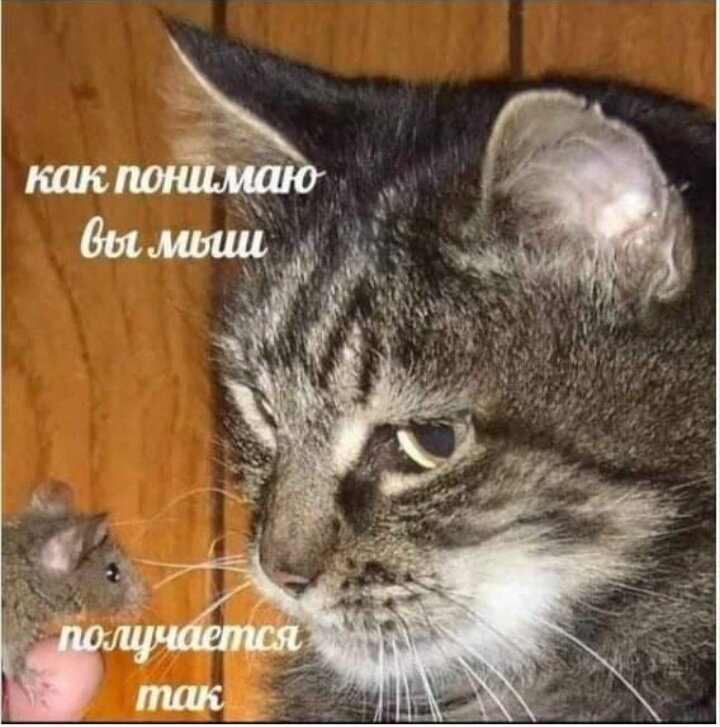 Так получается что это. Мемы про мышку. вы мыш. я так понимаю вы мыш. вы мышь мем я больше не буду.