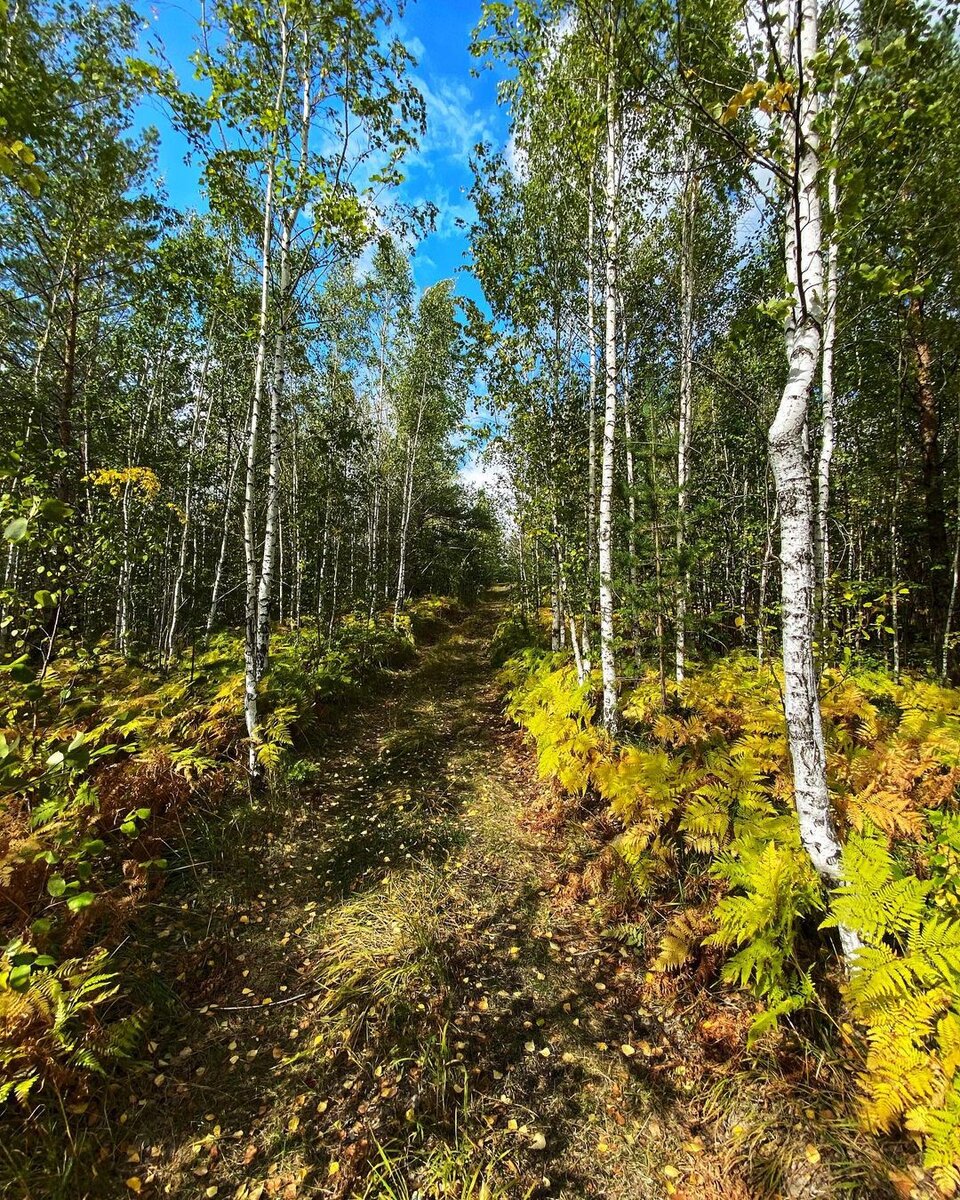 Берёзовый лес осенью в "золоте" солнца
