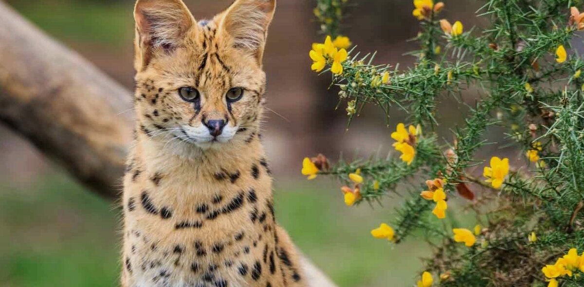 Кошка Сервал