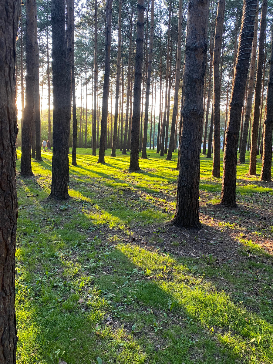 Тырганский парк .Лето