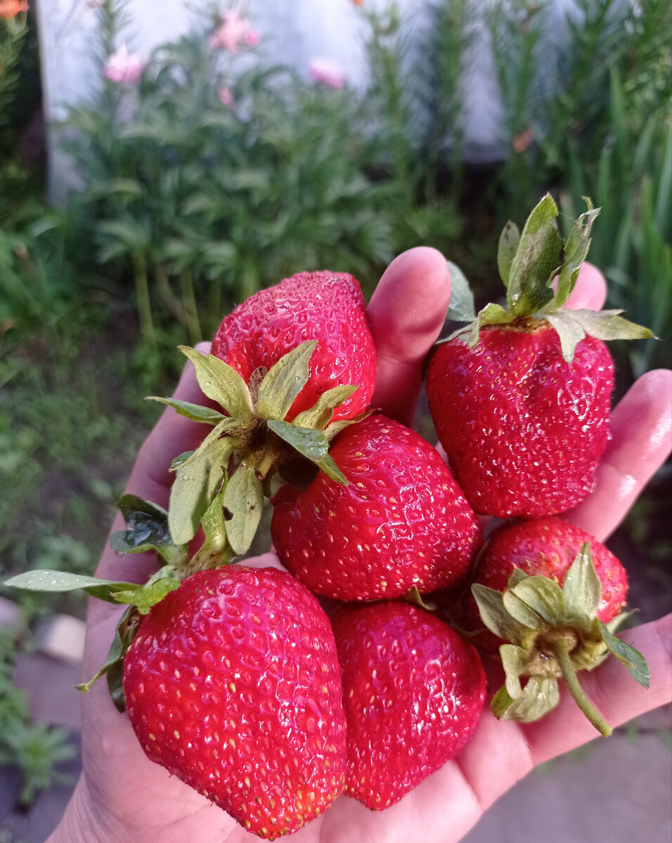 мой урожай 2021