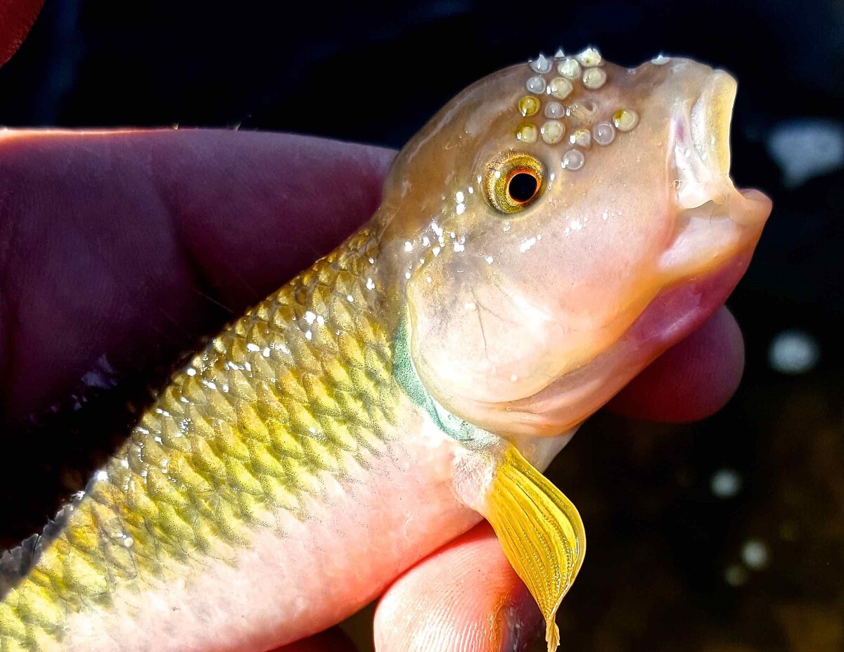 Парни, это я, Стасян, вытащите меня из тела рыбы! 