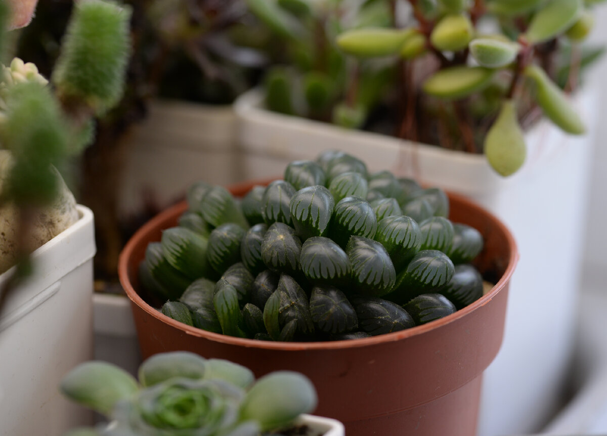 Haworthia cooperi.