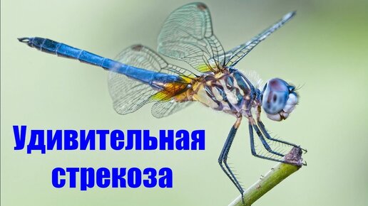 Удивительная стрекоза