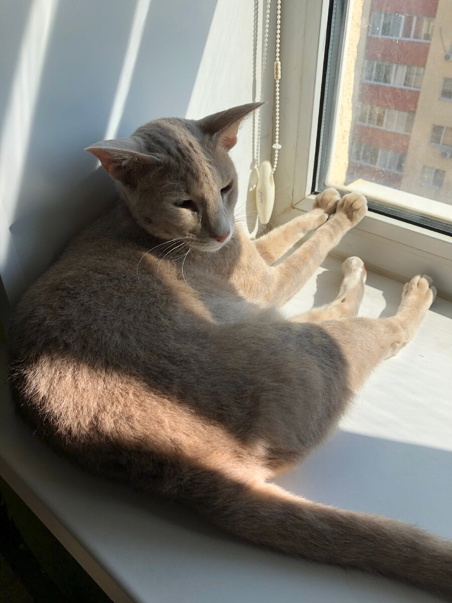 Лежит греет лапки