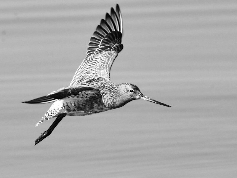 Самка малого веретенника