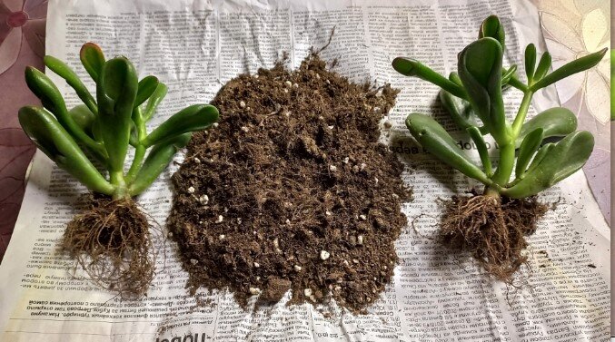 два растения уже очищены от кома земли. Корни у них бородаты, что очень неплохо.