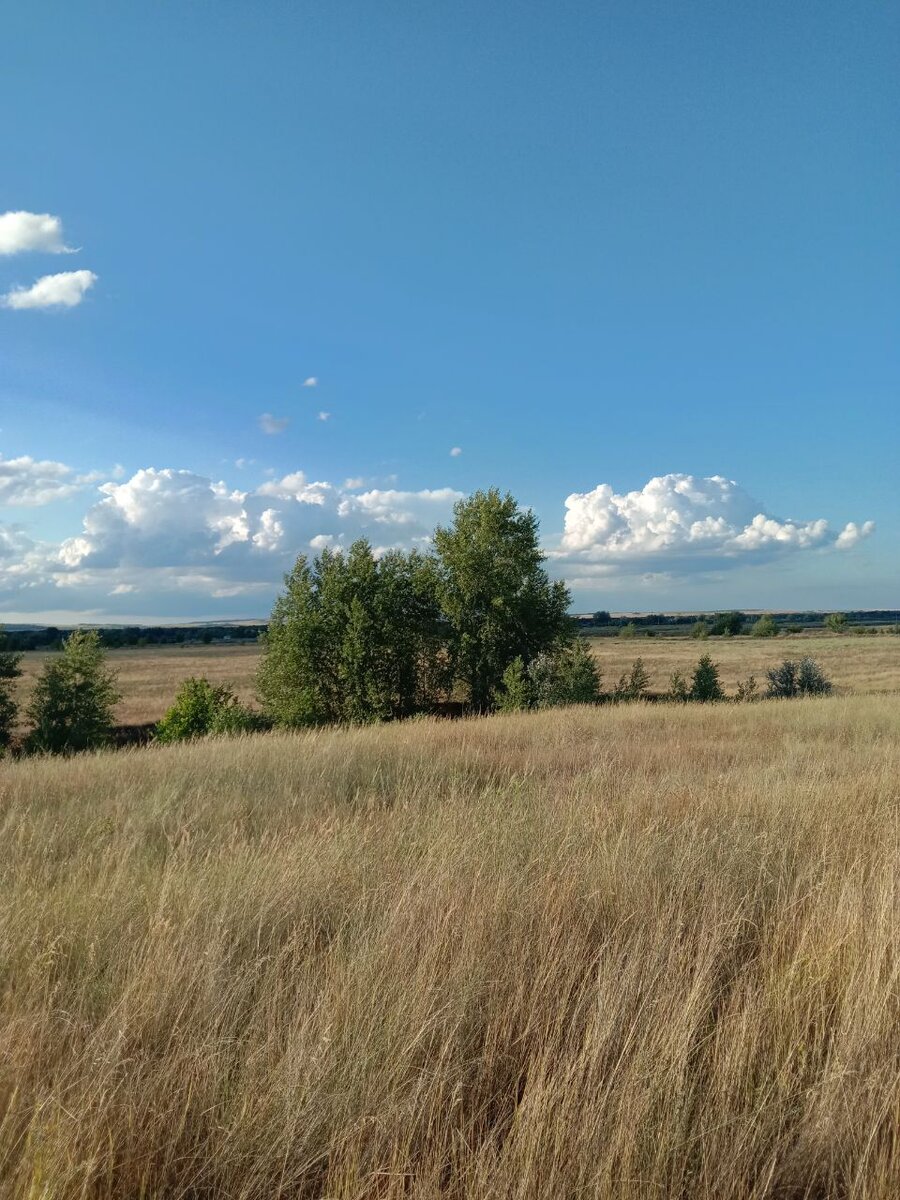 Я думаю, пейзаж сна вдохновлен моей малой родиной - Даниловским районом Волгоградской области