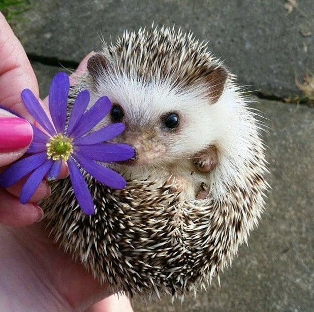 Ежице это ты ?