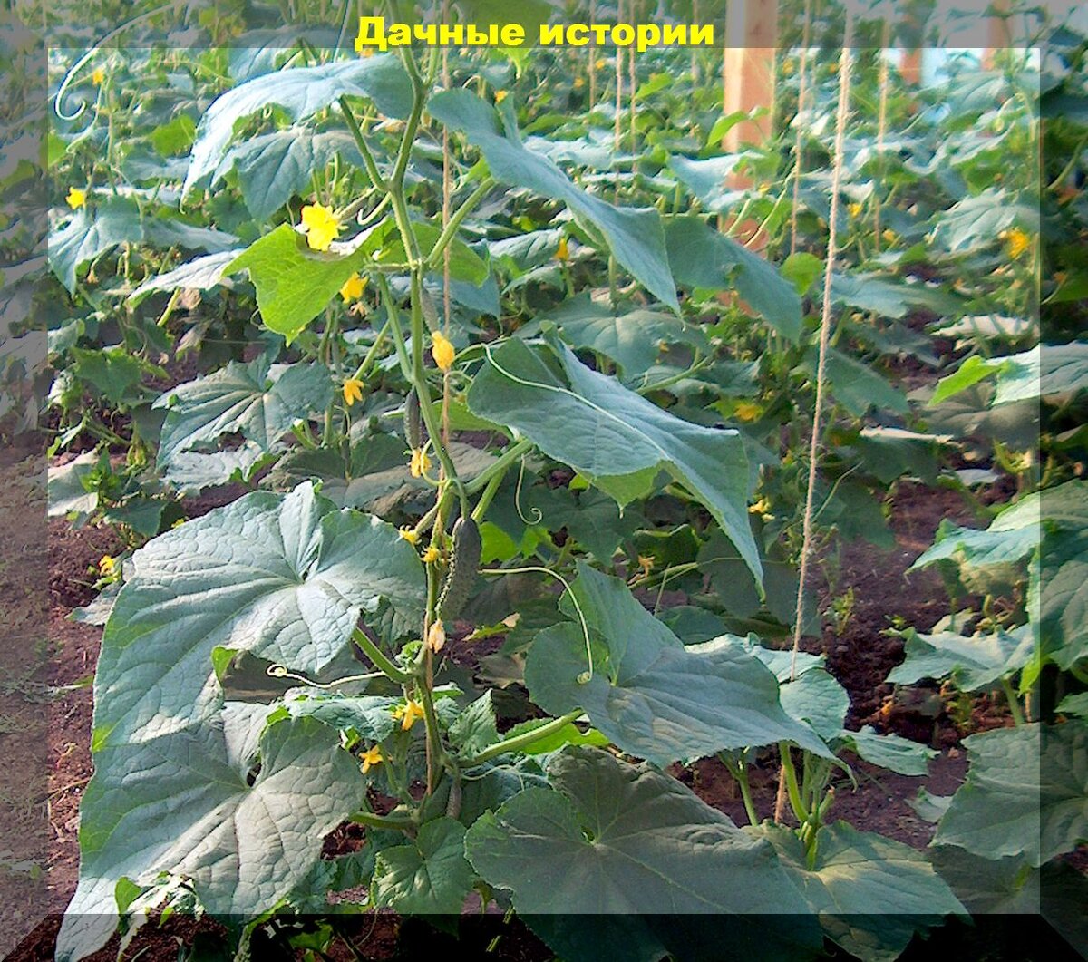 https://vk.com/photo-159774511_457254214