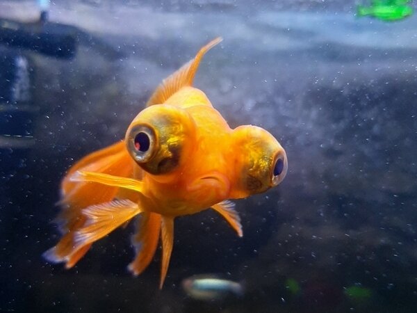 У меня дома живут четыре аквариумные рыбки.