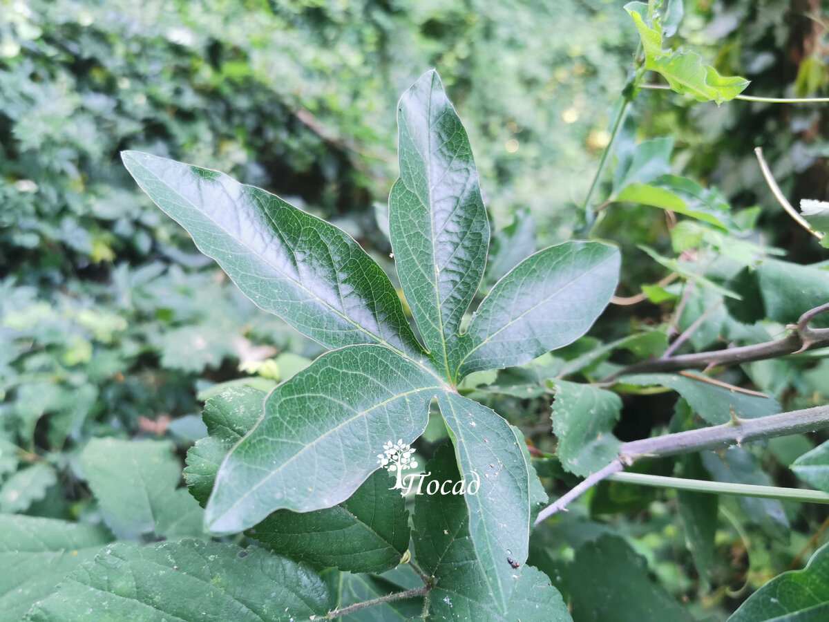 Лист пассифлоры. Из пассифлоры делают растительный препарат Новопассит.