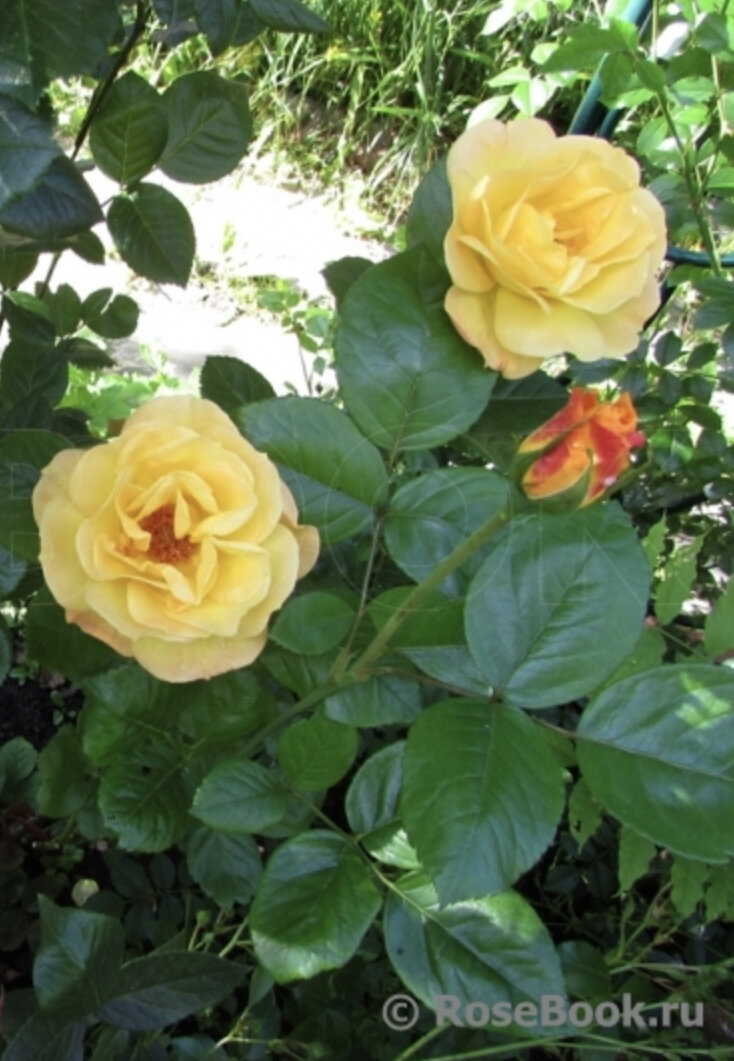 Фото из интернета 