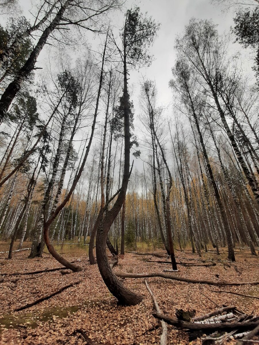 Галерея "Пьяного леса" (листайте вправо) 
