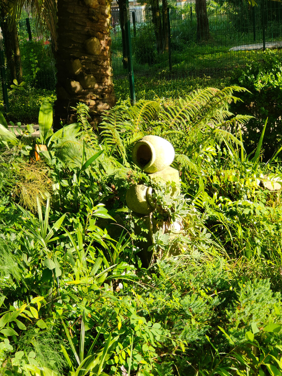 Если оказались в Сухуме, то сходите в ботанический сад, - рекомендовали мне туристы- он самый старый на Кавказе. Вот я отправилась посмотреть, что же там такое особенное есть.-9-3