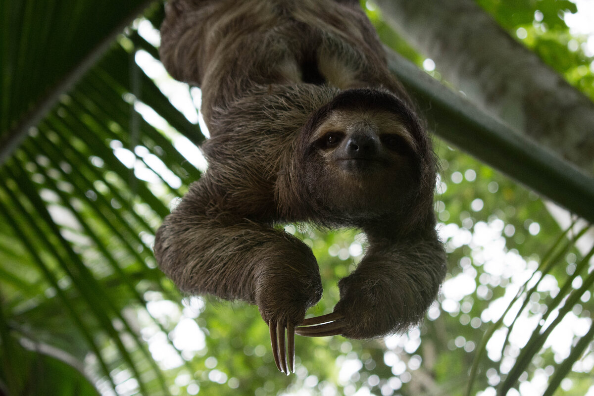 - У меня свободное висение