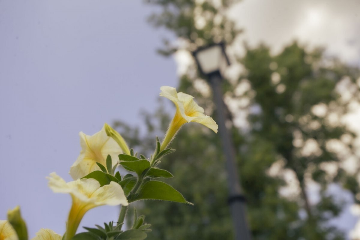    На Алтае с 22 августа ожидается аномальная жара