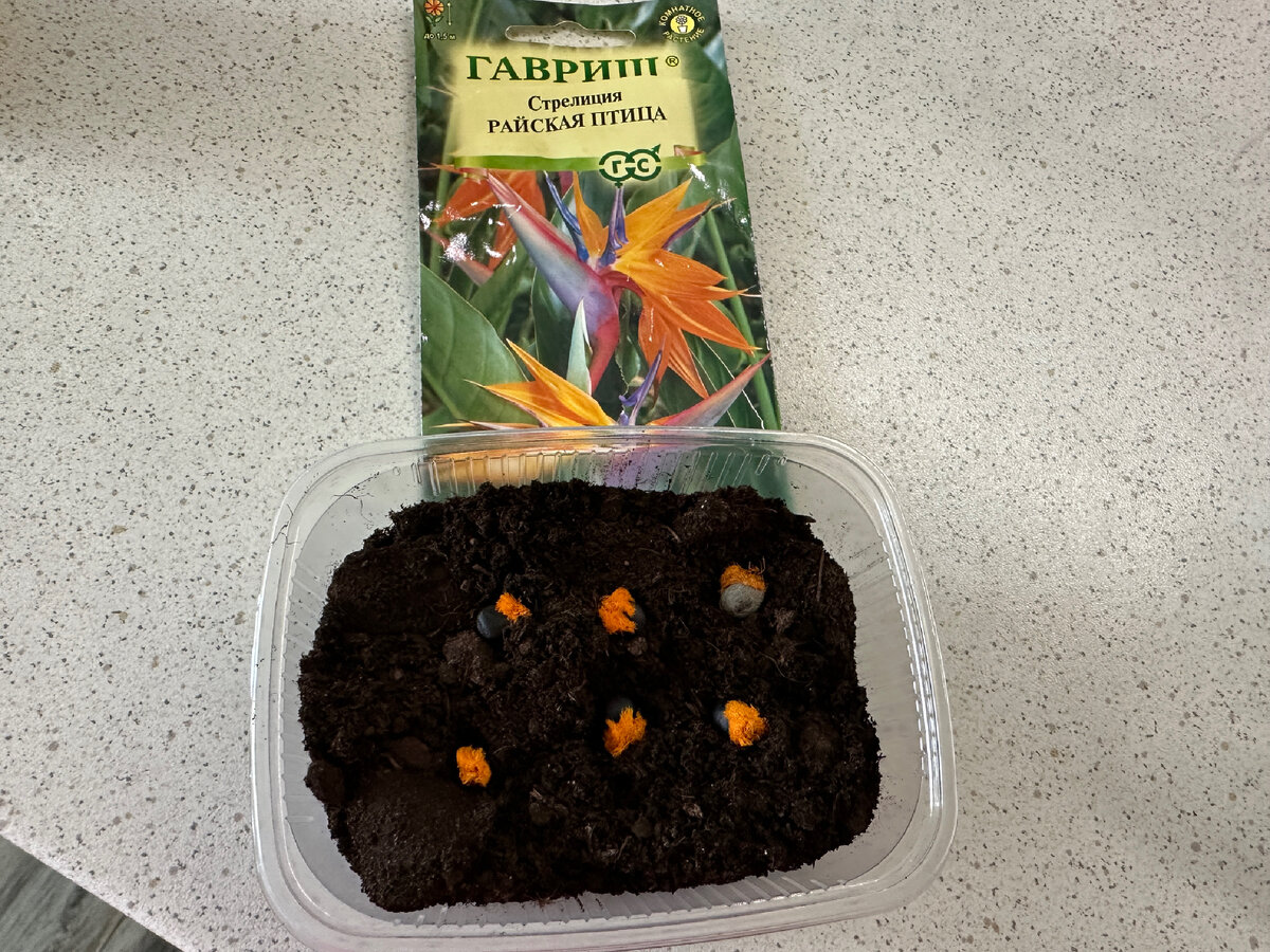 Семена стрелиции