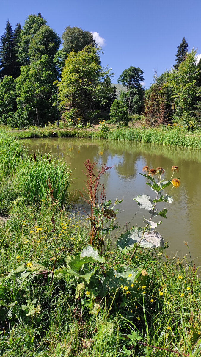 Яворова поляна