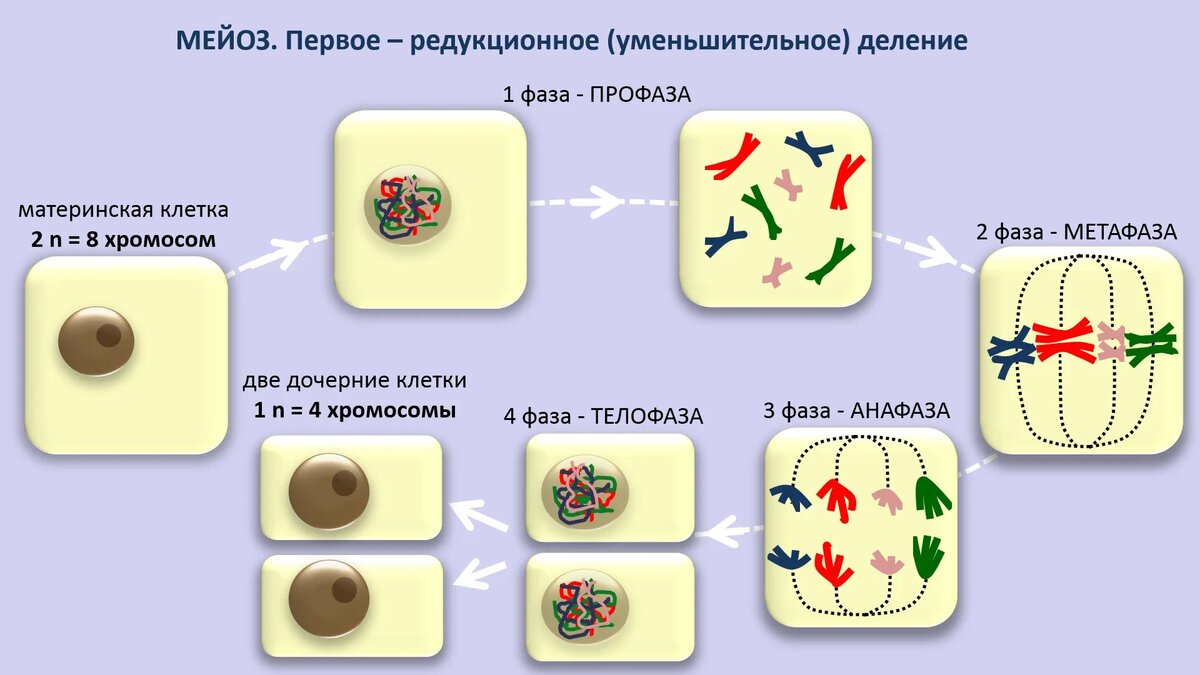 георгий дмитриевич карпеченко методы селекции. какая методика позволяет преодолеть стерильность межвидовых межродовых. какая методика позволяет преодолеть стерильность межвидовых межродовых. преодоление стерильности гибридов растений. георгий дмитриевич карпеченко достижения.
