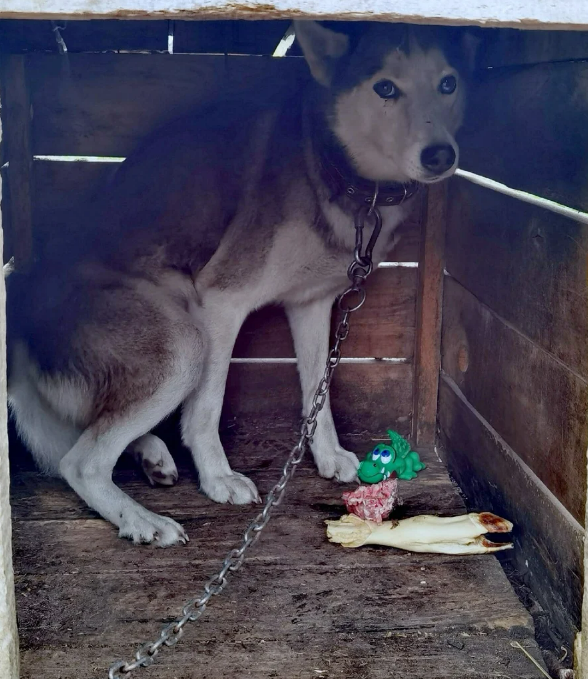 Хася боится так, что вжимается в будку