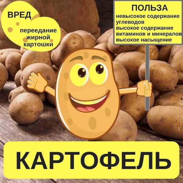 Картошка это углеводы или нет. Картошка это углеводы или нет